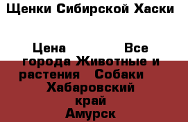 Щенки Сибирской Хаски › Цена ­ 20 000 - Все города Животные и растения » Собаки   . Хабаровский край,Амурск г.